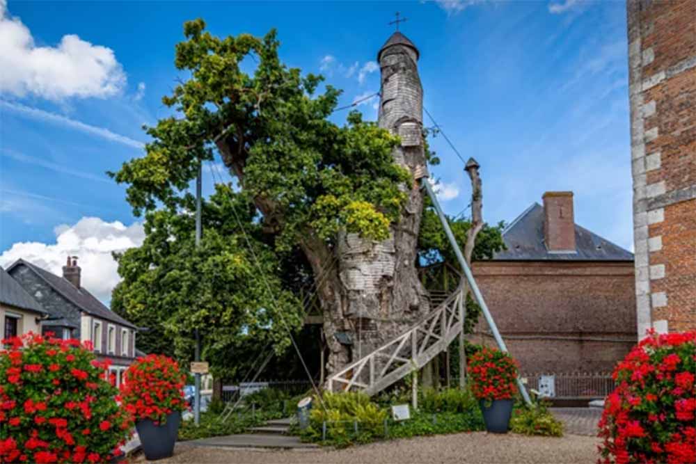 Le chêne-chapelle d'Allouville